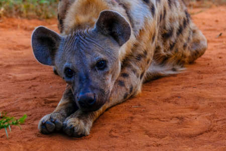 A closeup of a spotted hyena laying on a groundの写真素材