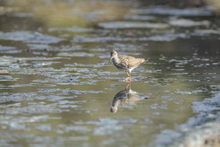 Common redshank Tringa totanus . Probably a non-breeding summering nomadic bird, foraging at Ghadira...