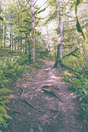 A narrow path on the hill in the woodsの写真素材