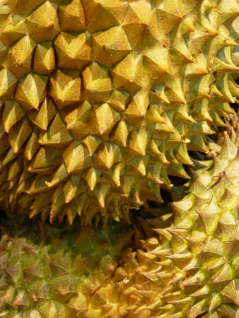 A closeup shot of an exotic durian fruit