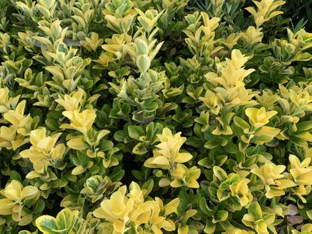 A closeup of the green and yellow plants captured in a garden during the daytime