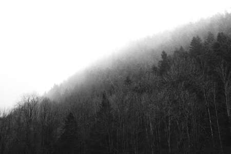 Beautiful thick foggy  forest with a clear white skyの写真素材