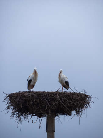 A vertical shot of storks sitting in their nest captured during the day