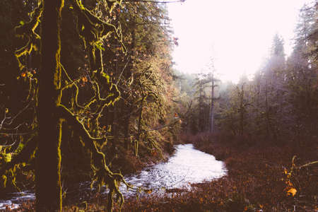A beautiful shot of a river in a forest