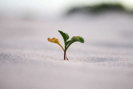 A beautiful closeup shot of a yellow and green plant in a sand