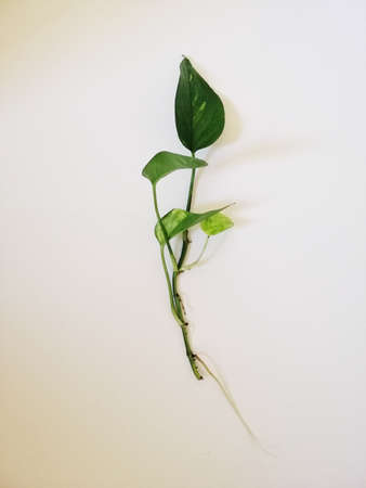 A vertical shot of a twig with green leaves isolated on a white background