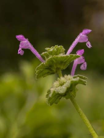 Henbit deadnettle, Common henbit, Lamium amplexicaule, flower-head with three flowers  showing...