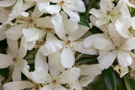 A closeup shot of white flowers one on another