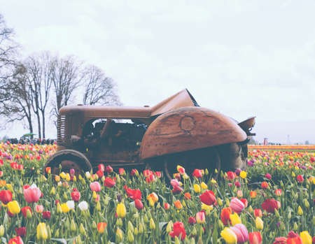 A field of blooming beautiful colorful tulips with an old rusty tractor in the middleの写真素材