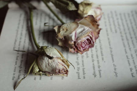 CORK, IRELAND - Sep 05, 2018: Dry pink roses close up lying on an open book.