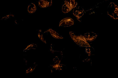 A beautiful shot of red jellyfish with a dark background