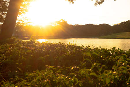 A beautiful view of a sunset over green plants and a pond