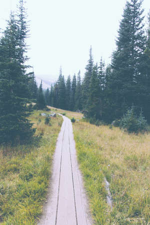 A thin narrow pathway in a green forestの写真素材