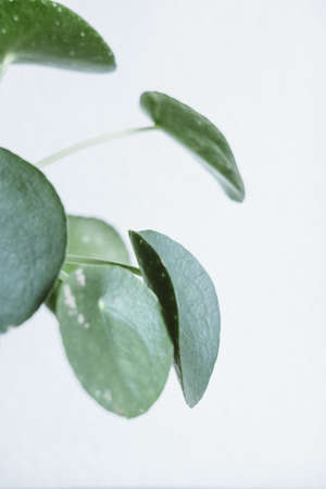 Beautiful shot of exotic tropical green leavesの写真素材