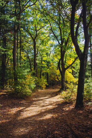 A narrow pathway in a beautiful green forest