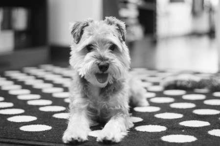 A black and white shot of a terrier sitting on the floor looking at the cameraの写真素材