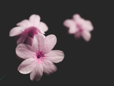 Pink flowers with small soft petals with black backgroundの写真素材