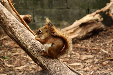 A closeup shot of a squirrel sitting on a tree branch