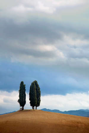 A vertical shot of poplar trees standing on a hill under the cloudy skyの写真素材