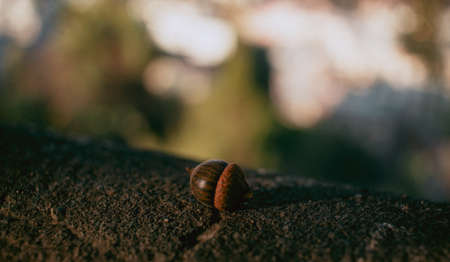 A selective focus shot of an acorn on a rock with a blurry backgroundの写真素材