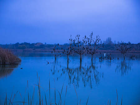 The plants in a pond captured during the twilight with the land in the backgroundの写真素材