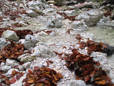 A closeup shot of fallen autumn leaves and white rocks in the water streamの写真素材