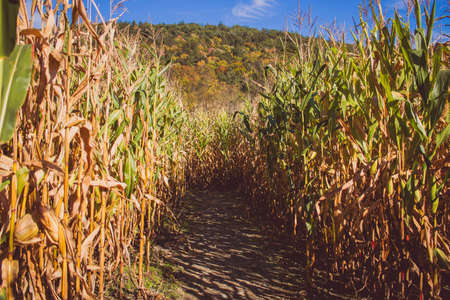 A road in the middle of a sugar cane field on a sunny day with a mountain in the backの写真素材