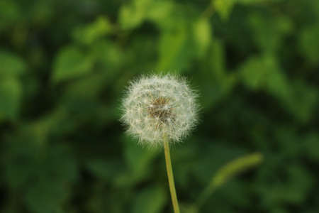 A closeup shot of dandelion seeds with blurred natural backgroundの写真素材
