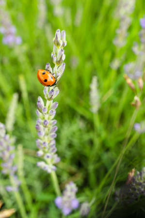 A selective focus shot of a ladybird on a lavender flowerの写真素材