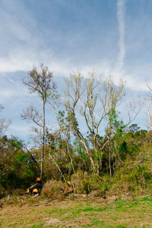 The amazing scenery of a beautiful forest