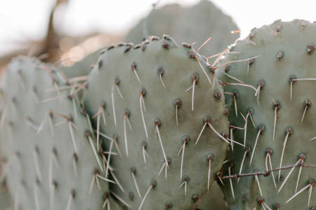 A closeup of eastern prickly pear under the sunlightの写真素材