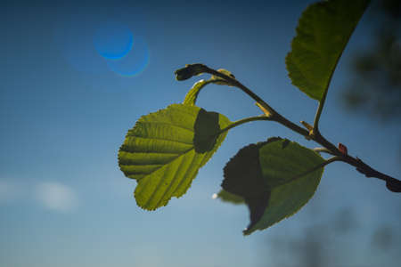 A closeup shot of green leaves on a branch against the blue skyの写真素材