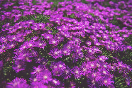 A beautiful purple daisy field shot from aboveの写真素材
