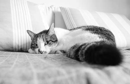 A cat laying on the sofa looking at the camera in black and whiteの写真素材