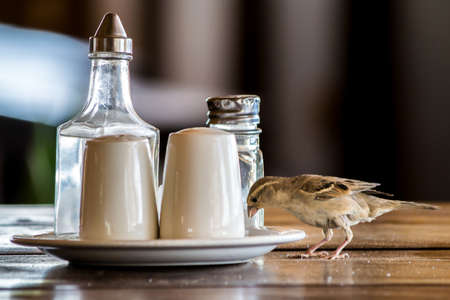A close up shot of a small bird approaching salt and pepper on a tableの写真素材