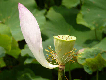A closeup shot of a single petal of a lotus plantの写真素材
