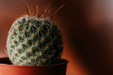 A closeup shot of a round green cactus in a brown flower potの写真素材