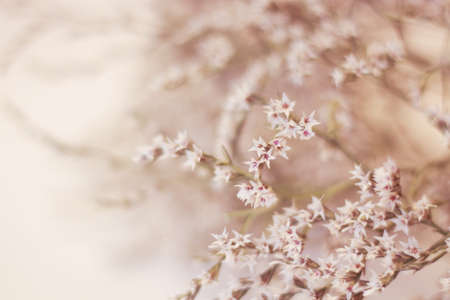 Beautiful blooming tree branch backgroundの写真素材