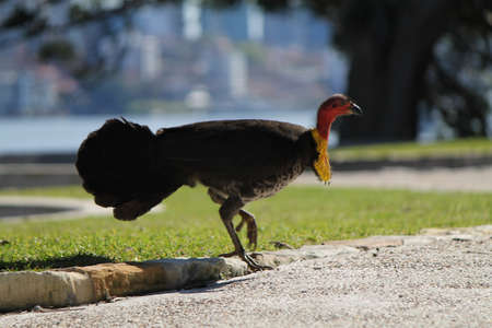 A beautiful shot of an Australian Brushturkeyの写真素材