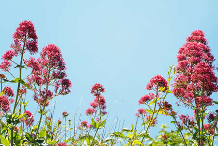 A close up shot of beautiful red valerian centranthus flowers with a background of the sky