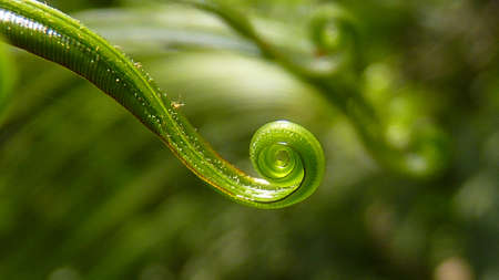 A selective focus shot of a growing plant into a spiral in the greenery