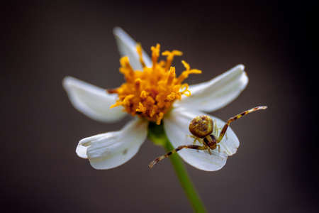 A macro closeup shot of a green crab spider on a petal of a white flowerの写真素材