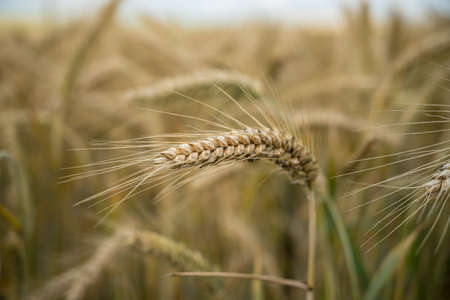 A selective focus shot of a barley grain branch in the field
