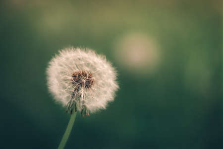 A selective focus shot of a dandelionの写真素材