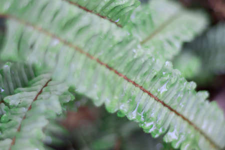 A selective focus shot of wet fern leaves