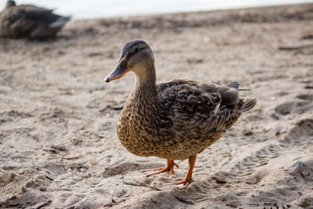 A closeup of a beautiful duck walking on the sand near the sea with blurred backgroundの写真素材