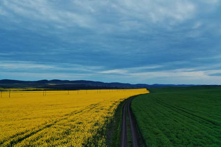An ariel shot of a pathway in the middle of the grass and yellow flower field with blue sky in the...