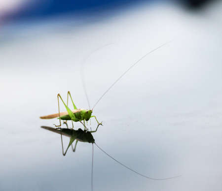 A green grasshopper sitting on a water surfaceの写真素材