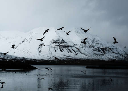 Beautiful snowy mountain with lake and flying birds with cloudy sky