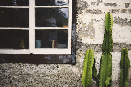 A tall cactus plant growing near a wall and a window